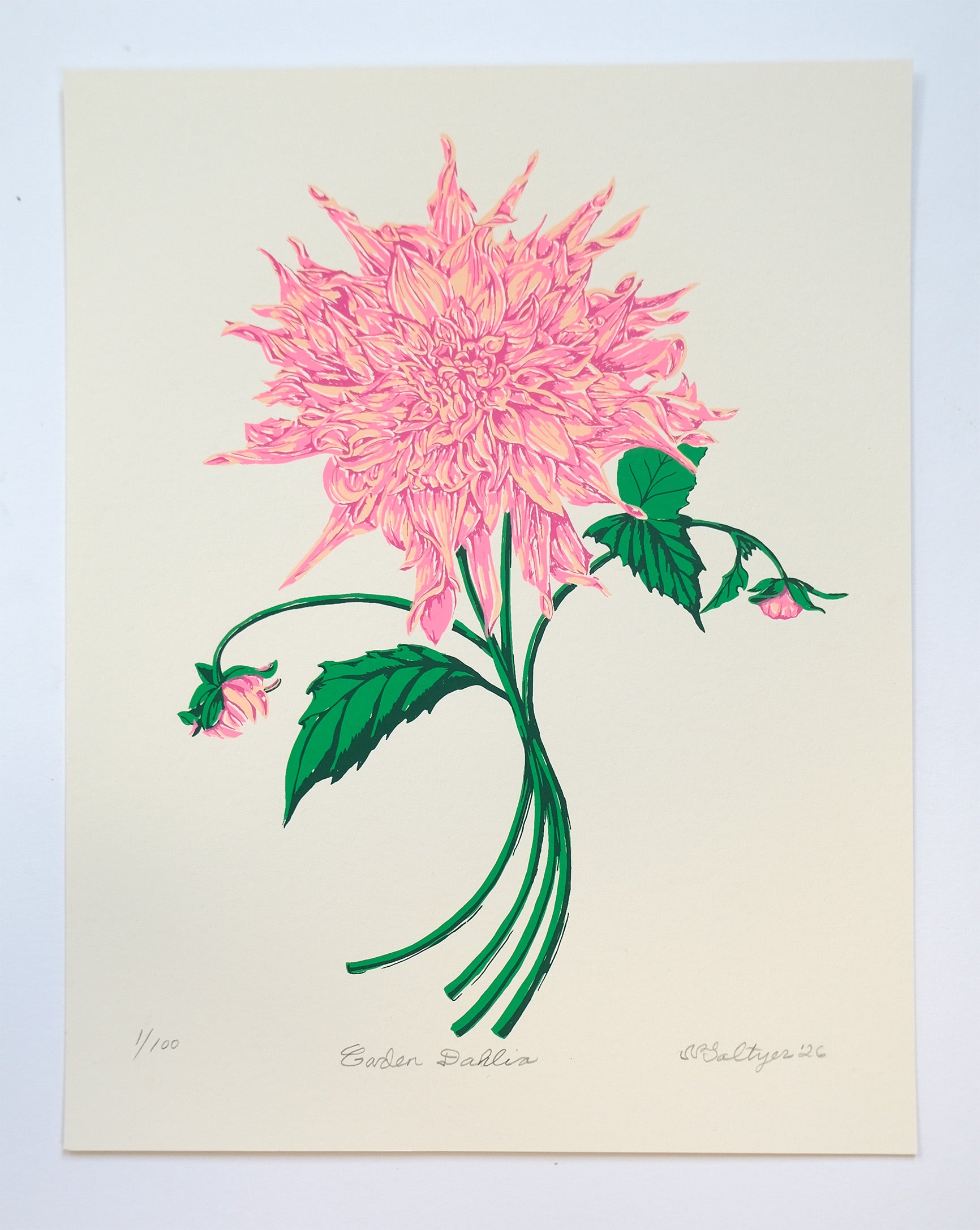 Garden Dahlia Screen Print – Sparkwell Press